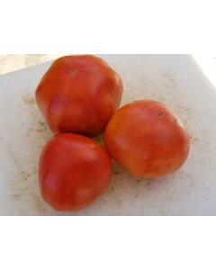 Tomato 'Silvery Fir Tree'