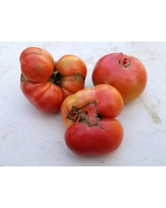 Tomato 'Marianna's Conflict' 
