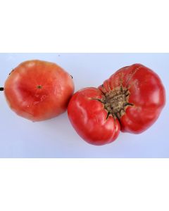 Tomato 'Kosovo' 