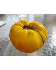 Tomato 'Pilcer Vesy'