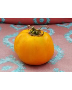 Tomato 'Cossack' 