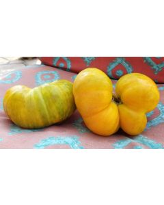 Tomato 'Big Orange Stripe' 