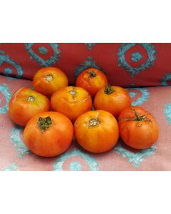 Tomato 'North Queen' AKA 'Severnaya Koroleva' 