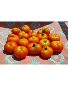 Tomato 'Bloody Butcher'