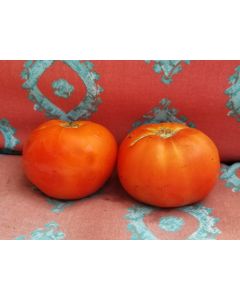 Tomato 'Abe Lincoln' Plant