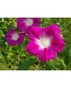 Morning Glory 'Split Personality' Seeds (Naturally Grown)