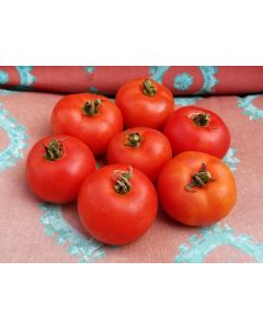 Tomato 'Norduke' 