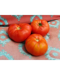 Tomato 'Chalk's Early Jewel' 