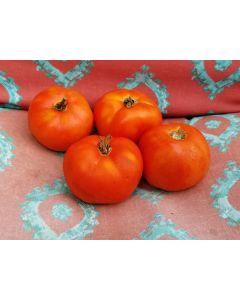 Tomato 'Break O' Day'