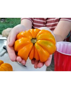 Tomato 'Orange Accordion' AKA 'Golden Accordion'