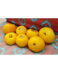 Tomato 'Lillian's Yellow Heirloom'