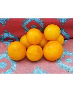 Tomato 'Orange Sunrise' 