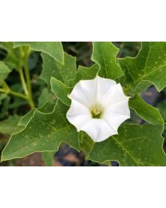 Datura ferox AKA Devil’s Trumpet - Fierce Thorn Apple Seeds (Naturally Grown)