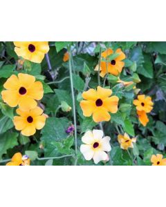 Black-Eyed Susan Vine Mix Seeds (Naturally Grown)