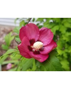 Red/Pink Rose of Sharon Seeds (Naturally Grown)