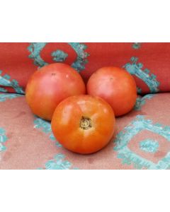 Tomato 'Bradley'