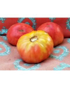 Tomato 'Soldacki'