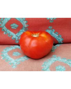 Tomato 'Ace 55'