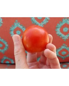 Tomato 'High Carotene'