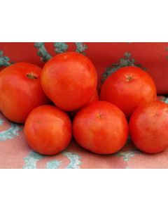 Tomato 'Floradade' Seeds