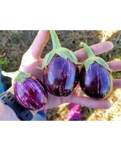 Eggplant ‘Mumbai’