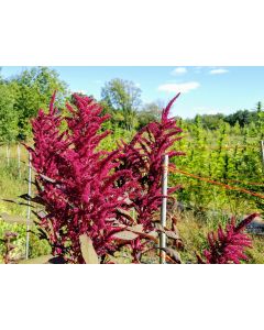 Amaranth 'Red Garnet' Seeds (Naturally Grown)
