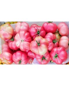 Tomato 'Yucatan Surprise' Mexico Mexican