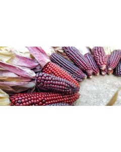 Flint Corn 'Japonica Striped' Seeds (Naturally Grown)
