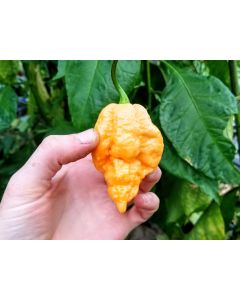 Hot Pepper 'Jay's Peach Ghost Scorpion' Seeds (Naturally Grown)