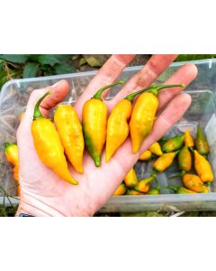 Hot Pepper ‘Chupetinho JXL Yellow' Seeds (Naturally Grown)