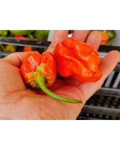 Hot Pepper 'Tiger Teeth x 7 Pot Bubblegum (BBG7)' Seeds (Naturally Grown)