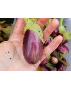 Eggplant ‘Mumbai Solid Purple’ Seeds (Naturally Grown)