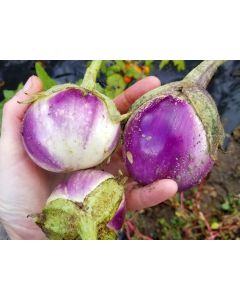 Eggplant ‘Rosa Bianca’ Seeds (Naturally Grown)