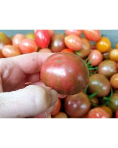 Tomato 'Purple Bumble Bee'