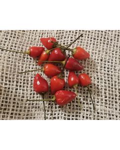 Hot Pepper ‘Bolivian Rainbow' Seeds (Naturally Grown)