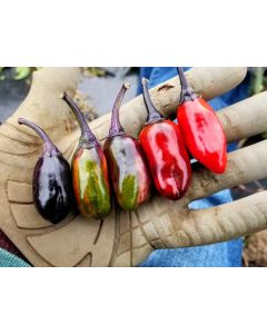 Hot Pepper 'Scarlett's Chili Variegated' Seeds (Naturally Grown)