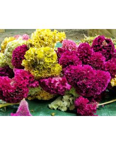 Cockscomb, Pink and White Mix Seeds (Naturally Grown)