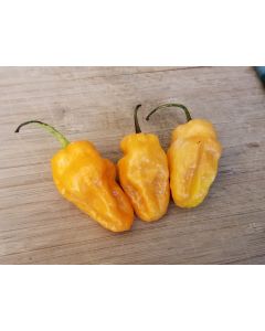 Hot Pepper ‘Lemon Reaper Cross’ (Aji Lemon x Carolina Reaper) Seeds (Naturally Grown)