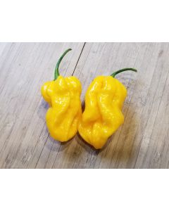 Hot Pepper ‘Bonda Mahala' Seeds (Naturally Grown)