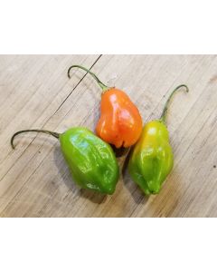 Hot Pepper ‘Aji Rainforest' Seeds (Naturally Grown)