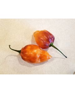 Hot Pepper ‘CGN 21500 x Isabela Island Galapagos Habanero' Seeds (Naturally Grown)