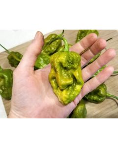 Hot Pepper ‘Big Mustard Mama' Seeds (Naturally Grown)
