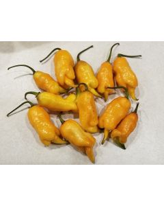 Hot Pepper 'Pimenta de Neyde x Carolina Reaper Orange' Seeds (Naturally Grown)