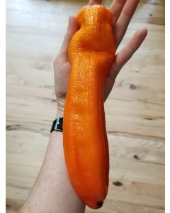 Pepper 'Super Sweet Giant Sunrise' Seeds (Naturally Grown)
