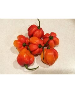 Hot Pepper ‘Trinidad Red Congo Habanero’ Seeds (Naturally Grown)