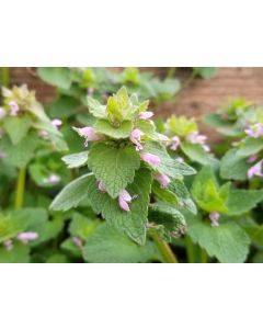 Purple Dead Nettle Seeds (Naturally Grown)