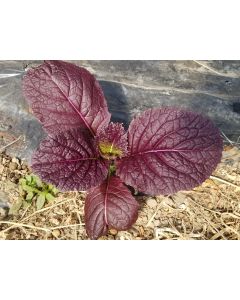 Mustard 'Blood Red' Seeds (Naturally Grown)