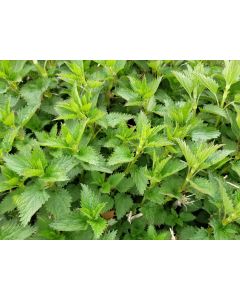 Stinging Nettle Seeds (Naturally Grown)