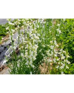 Toadflax 'Northern Lights' Seeds (Naturally Grown)