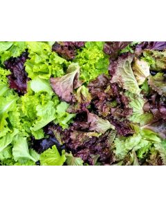 Renegade Lettuce Mix Plants (6PK)